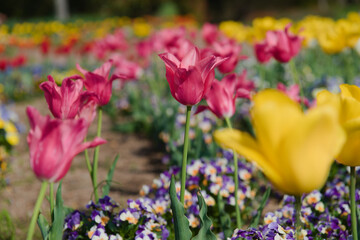 公園に植えられた赤紫と黄色のチューリップ
