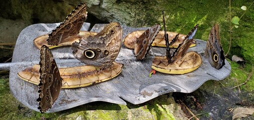 butterflies feeding on a banana
