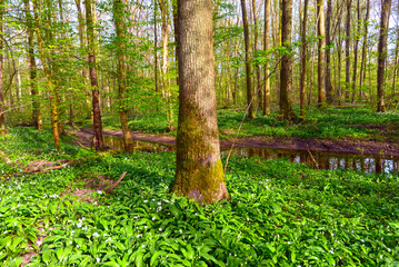 Auenlandschaft Bulau bei Hanau/Hessen