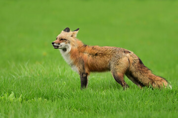 Urban wildlife photograph of a red fox keeping watch over her den of cubs and yipping at any threat