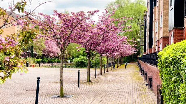 Beautiful pink blooming trees lining a residential area along the tranquil canal in Apsley, creating a picturesque spring scene in Hertfordshire countryside, England, United Kingdom. High quality 4k