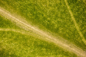 golden pothos leaf (Epipremnum aureum) under the microscope - optical microscope x50 magnification
