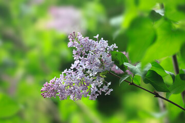 Violet lilac in spring garden