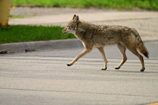 Urban wildlife a photograph of a coyote walking across a paved street