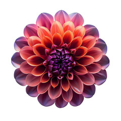 A single pink dahlia flower blossom, top view, illustration isolated on transparent background