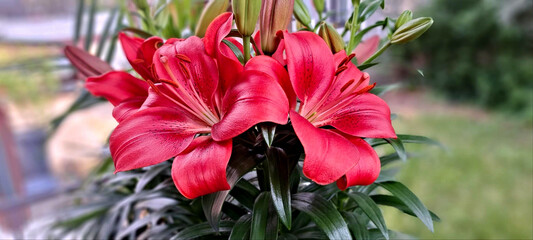 A close-up photo of two red lilies in full bloom displaying their bright red and long dark red...