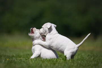 Adorable white American Staffordshire Terrier puppies playing in the park