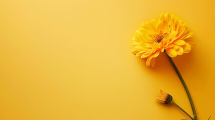 a flower on a yellow background with a green stem