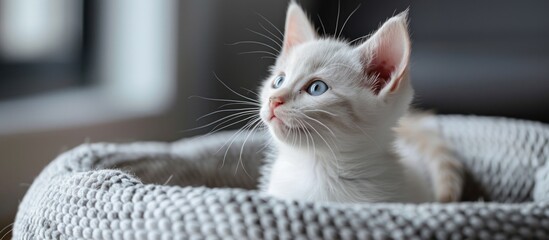 White Kitten With Blue Eyes in Basket