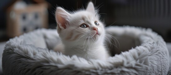 White Kitten Sitting in Gray Cat Bed