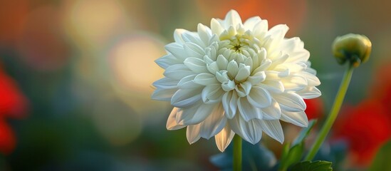 Close-Up of White Flower With Blurry Background