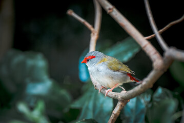 Finch on the branch
