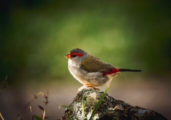 Finch on the rock