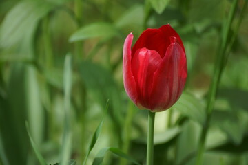 red and yellow tulips