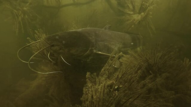 Giant catfish, Silurus Glanis, rests in submerged tree then leaves. 