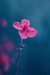Elegant Pink Flower Against a Soft Blue Background