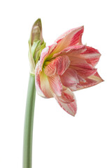 Hippeastrum (amaryllis)  