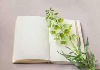 Blooming fritillaria persica 'Ivory Bells' and open sketchbook with blank pages