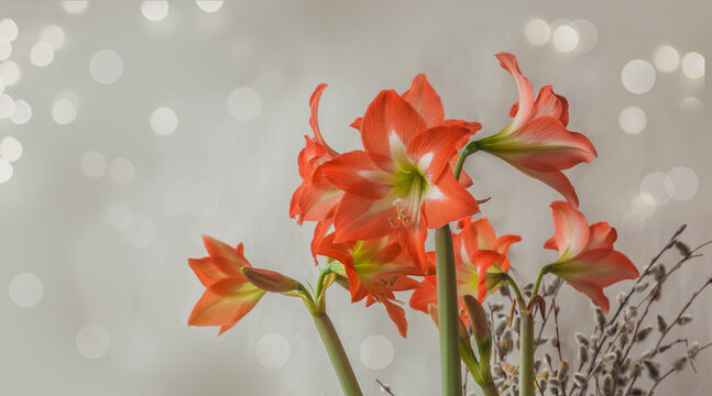 Orange  hippeastrum (amaryllis) Colibry "Mini star" and flowering willow branch on gray background.