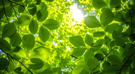 Fototapeta na wymiar Sunlight filtering through vibrant green leaves