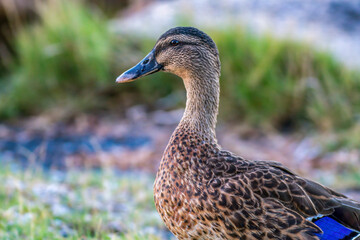 Mallard duck at the waterfront
