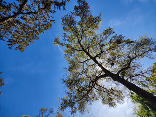 Tree Top with Blue Sky and Sun