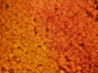 tomato skin under the microscope (Solanum lycopersicum) - optical microscope x50 magnification