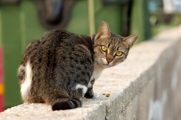 Photograph of a tabby cat perched on a concrete ledge, turning its head to look back with curious,...