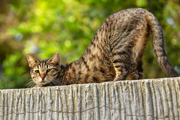 An alert tabby cat with striking markings standing atop a textured stone wall, with a green foliage...
