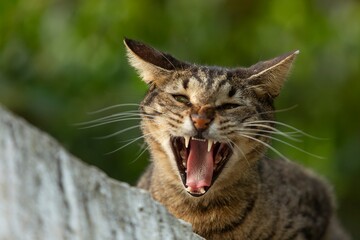 An expressive tabby cat caught in a big yawn while relaxing on a lush green tree
