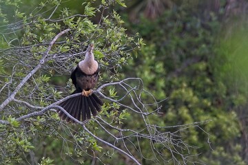 Anhinga in a tree 