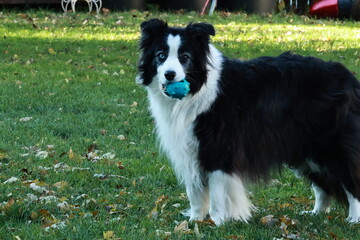 My dog Border collie with is ball