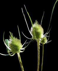 Dipsacus,, flor de la familia de los cardos
