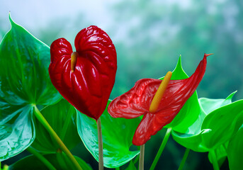 Beautiful red Anthurium flower in the tropical garden