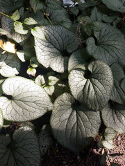 Brunera wielkolistna