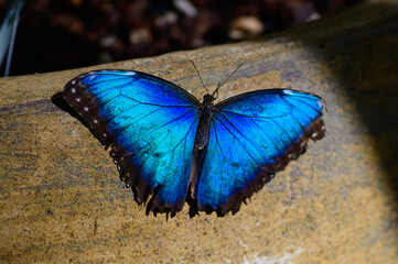 A Common Blue Morpho Butterfly at a Botanical Gardens Exhibit in Grand Rapids, Michigan.