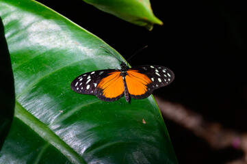 A Golden Helicon Butterfly at a Botanical Gardens Exhibit in Grand Rapids, Michigan.