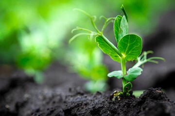 young green plant of pea