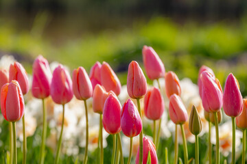 Selective focus of rose pink flowers in the garden, Tulips are plants of the genus Tulipa,...