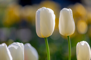 Selective focus of white cream flowers in garden, Tulips are plants of the genus Tulipa,...