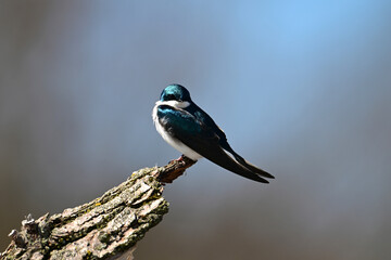 Iridescent male Tree Swallow bird sits perched on a dead tree against a blue sky