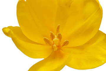 Delicate yellow tulip without background as a greeting card design with festive theme. Place for text. Horizontal. High quality photo
