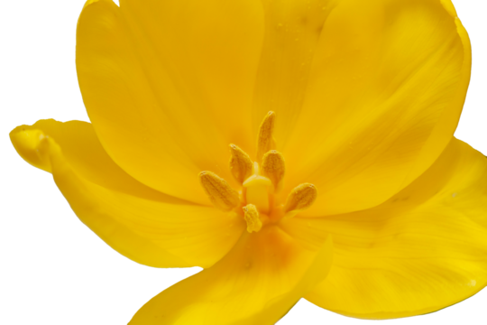 Delicate yellow tulip without background as a greeting card design with festive theme. Place for text. Horizontal. High quality photo