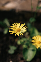 yellow flower