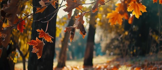 Autumn scenery background with falling leaves
