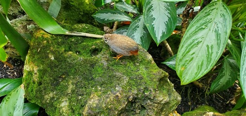 Quail on a rock