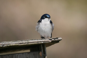 Tree swallow perched on a birdhouse during a spring season at the Pitt River Dike Scenic Point in Pitt Meadows, British Columbia, Canada