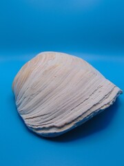 seashell beige and white seashell with blue background image, photo of a seashell sat on a blue...