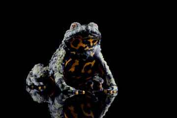 Fire belly toad closeup on reflection, Oriental fire-bellied toad (Bombina orientalis) female,...