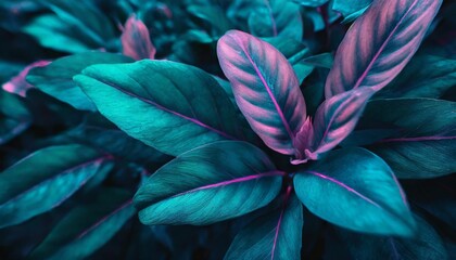 top view macro exotic tropical botanical background blue neon light emerald dark green tiny leaves plant pink line foliage for wallpaper leaf backdrop natural website cover design